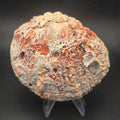 Orange Spiny Oyster Shell — natural specimen