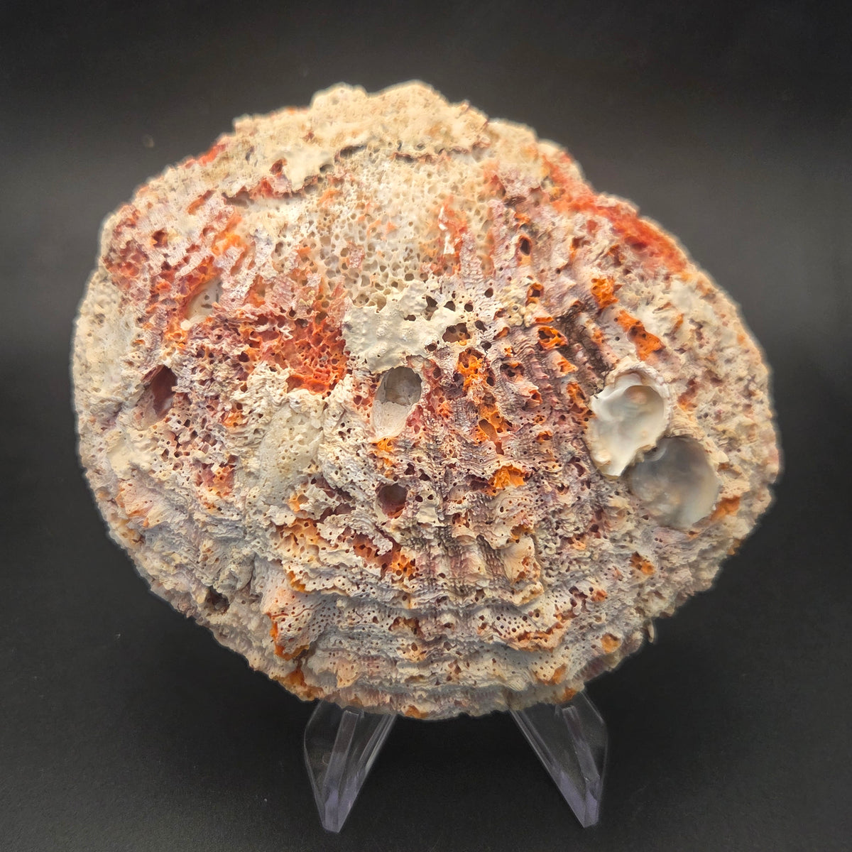 Orange Spiny Oyster Shell — natural specimen