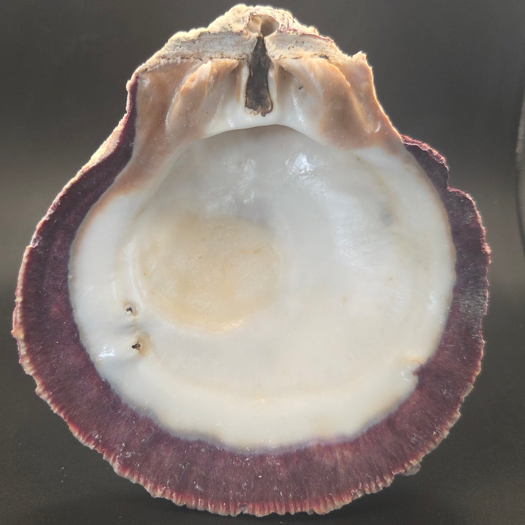 Close-up of Purple Spiny Oyster Shell