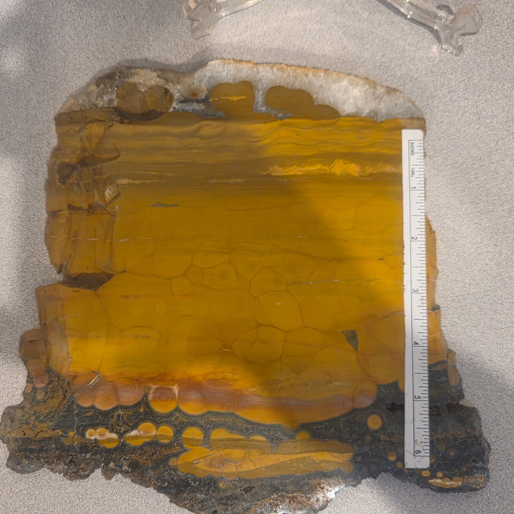 Polished orbicular jasper slab, approx 9 by 8 inches, for display or cabochons