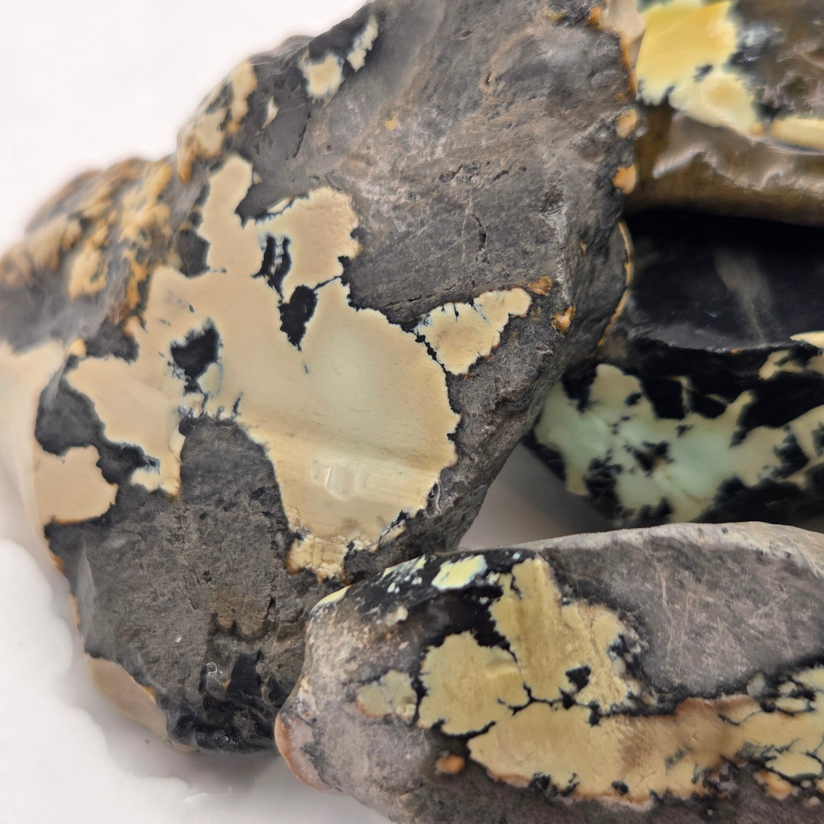 Alternate view of Nautilus Variscite Lapidary Rough