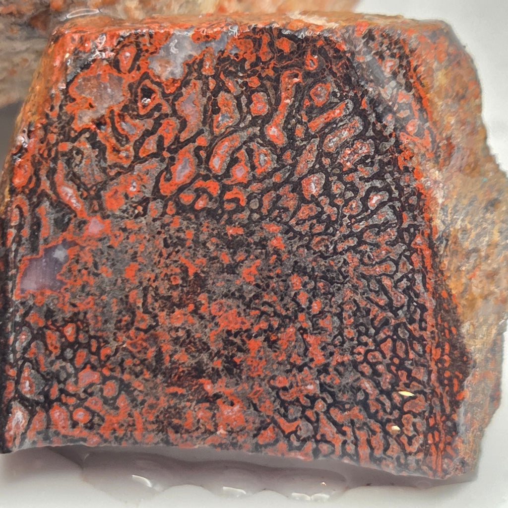 Detail of Gem Bone Lapidary Rough