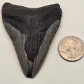 Fossil Megalodon Teeth, Prehistoric Ocean Giants — natural fossil specimen