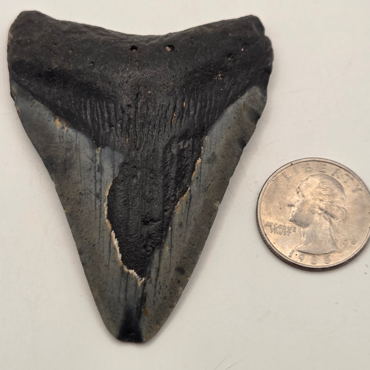 Fossil Megalodon Teeth, Prehistoric Ocean Giants — natural fossil specimen