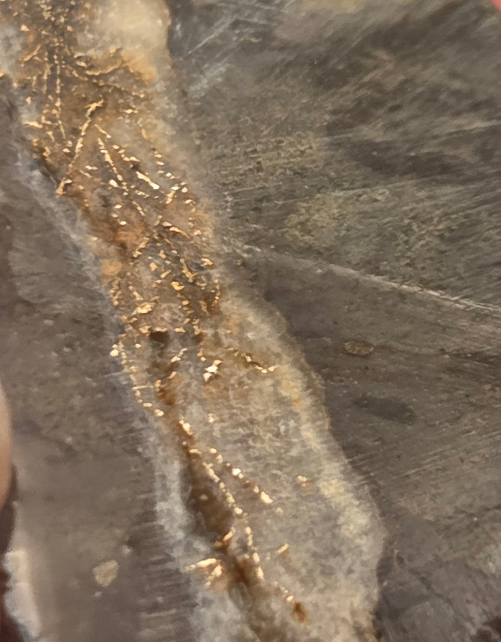 Close-up of Native Gold in Quartz, McLaughlin Mine, California