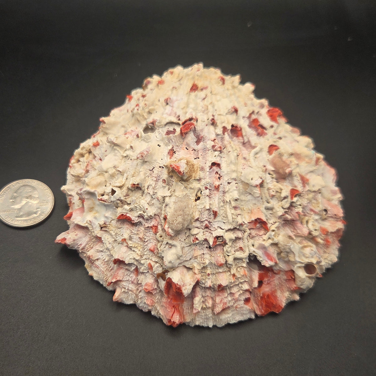 Alternate view of Red Spiny Oyster Shell