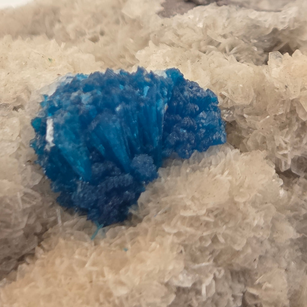 Close-up of cavansite's radiating electric-blue crystal rosettes on pale matrix