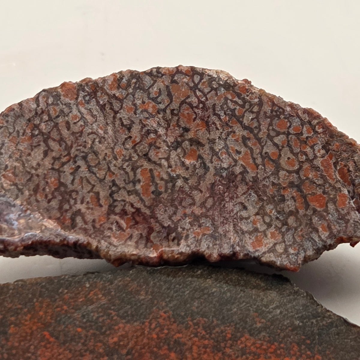 Gem Bone Slabettes 53 grams total, additional view