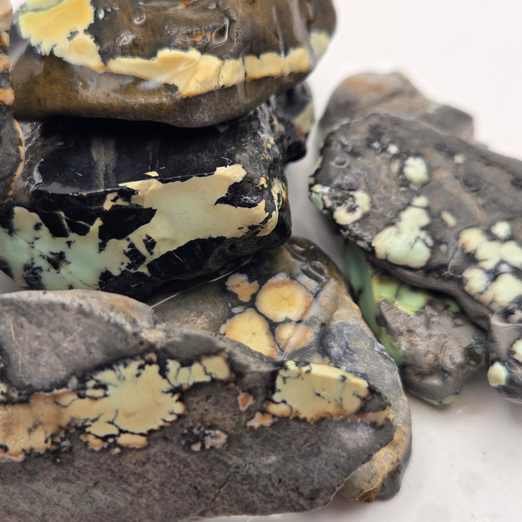Close-up of Nautilus Variscite Lapidary Rough