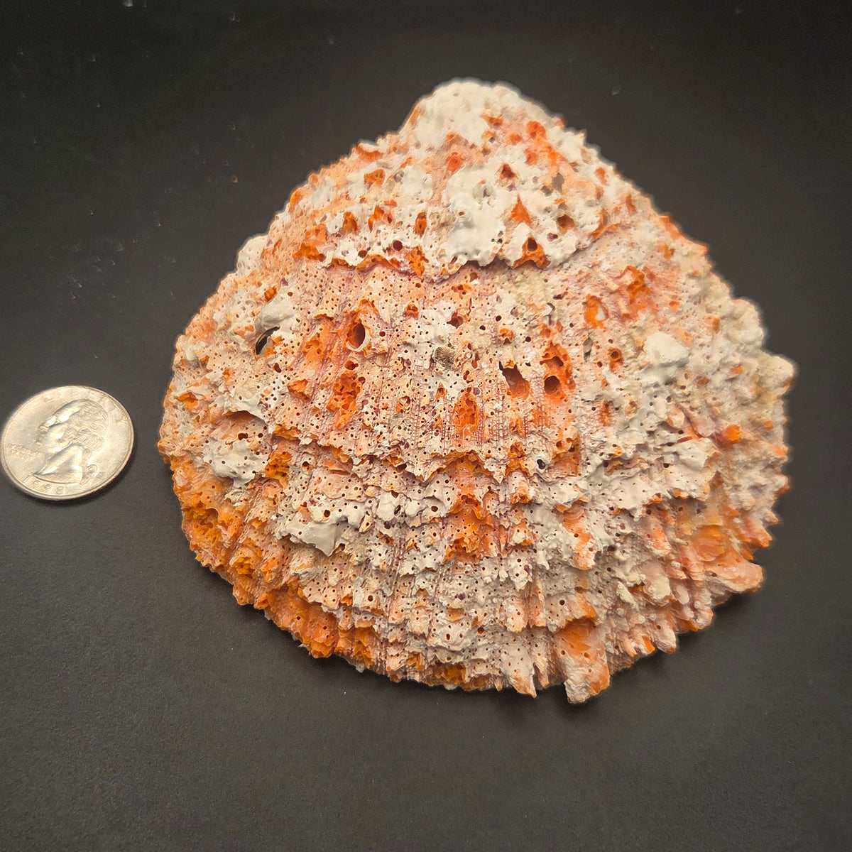 Alternate view of Orange Spiny Oyster Shell