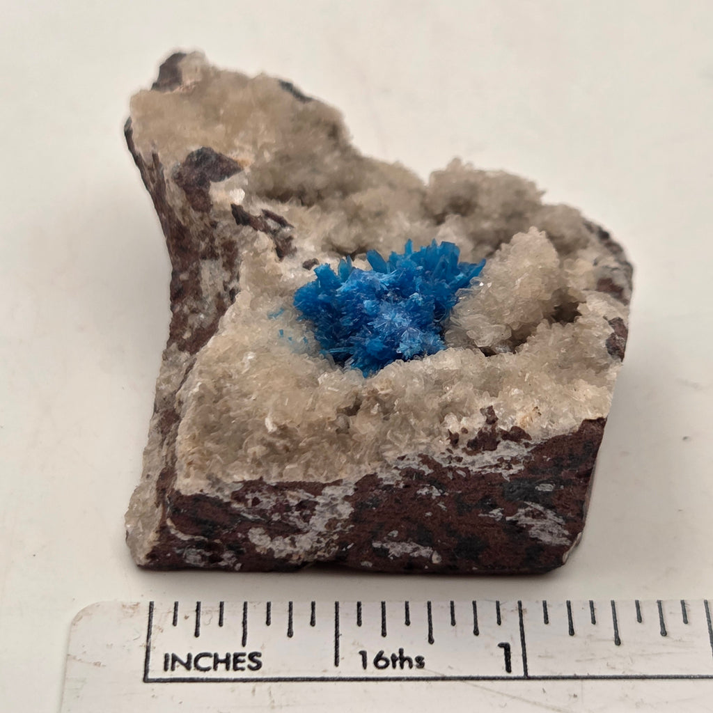Cavansite specimen showing blue radiating crystals against white matrix
